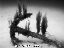This is the anchor from the wreck Rosie! (ca. 3 meter long)  by Stefan Heer 